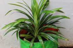 பாசுமதி இலை