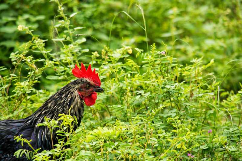 ஆடுகளம்