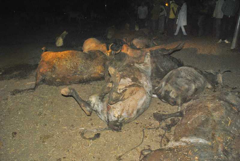 गौ वंशियो की हत्या के लिए जिम्मेदार कौन ?