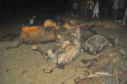 गौ वंशियो की हत्या के लिए जिम्मेदार कौन ?