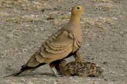 தாதூண் பறவைகள் - பறவைகளும் தண்ணீரும் 