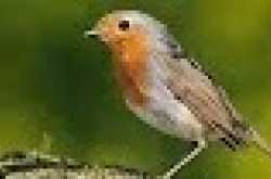 डायरी के पन्नें.....७