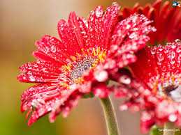 শেষ দেখা