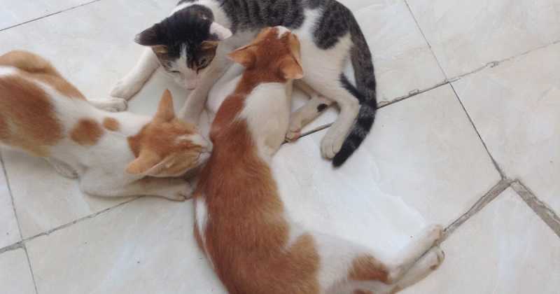 कुछ नए मेहमान घर आये 