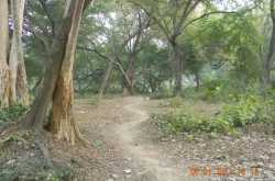 पगडंडी...