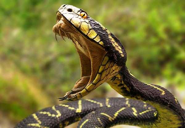 आख‍िर क्या होता है, जब खून में उतरता है सांप का ज़हर?