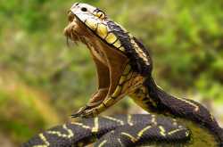 आख‍िर क्या होता है, जब खून में उतरता है सांप का ज़हर?