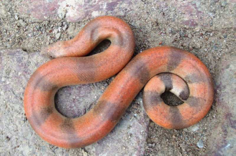 अतृप्त यौन भावनाओं के नाम पर बलि चढ़ रहा खूबसूरत सैंड बोआ सांप