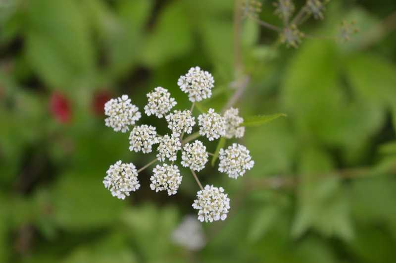 वॅली ऑफ फ्लॉवर्स : ९ : माहिती आणि समाप्त