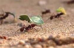 कोशिश करने वालों की  - हरिवंश राय ‘बच्चन’