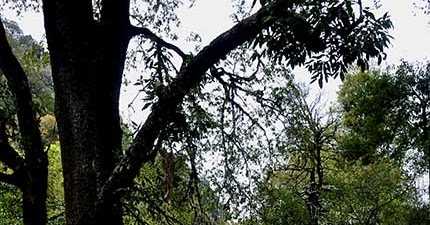 नैनीताल के ईर्द-गिर्द भी काफी कुछ है देखने के लिये...  