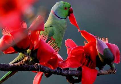 सुनों..प्रेम की भाषा..