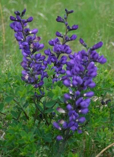 नील गोदाम....कटा हाथी.....छूही....पीपल !