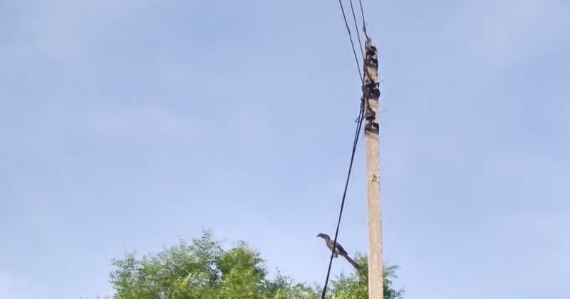 हॉर्नबिल परसाद....मधुमक्खी......कोल्हू का घोड़ा ! 