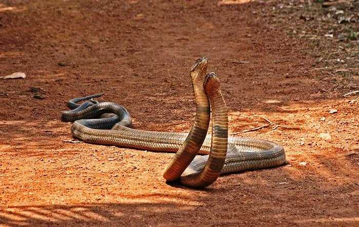 ये साँपों का प्रणय काल है...