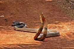 ये साँपों का प्रणय काल है...