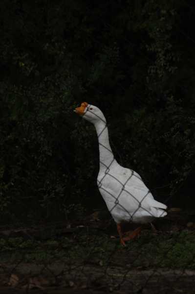 चिड़ियाघर की सैर करिए आप सभी लोग.... फोटो वैभव पाण्डेय द्वारा ली गई है.