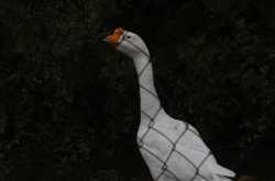 चिड़ियाघर की सैर करिए आप सभी लोग.... फोटो वैभव पाण्डेय द्वारा ली गई है.