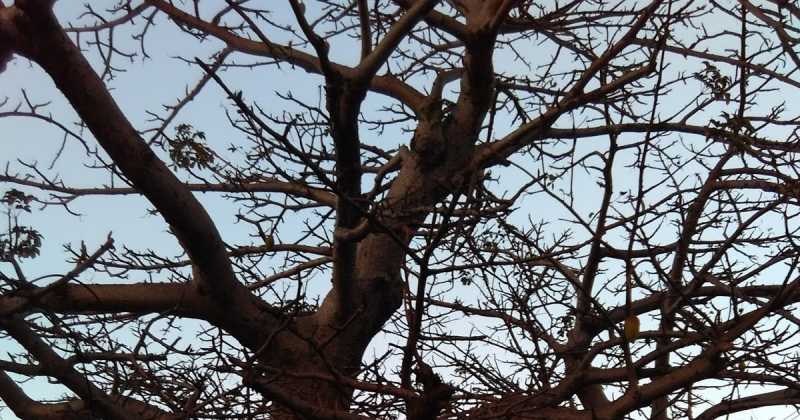 झाड़खंड की राजधानी रांची के कल्पवृक्ष या कल्पतरु