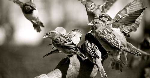 चिड़िया