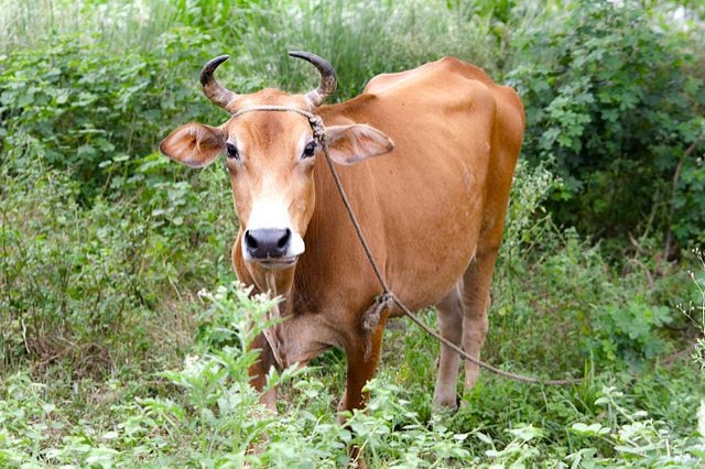 গরু রচনা – গরু ডাকে, হে হাম্বা হাম্বা হাম্বা