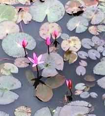 कमल का फूल आप सभी के लिए 