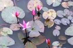 कमल का फूल आप सभी के लिए 