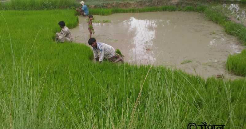 नन्हा किसान 