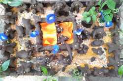 मातीचे गोकुळ…