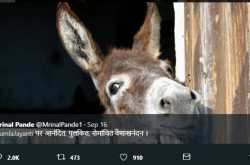 à¤®à¥à¤£à¤¾à¤² à¤ªà¤¾à¤à¤¡à¥ : à¤à¥à¤®à¤²à¤¾ à¤à¤¯à¤à¤¤à¥ à¤ªà¤° à¤à¤¨à¤à¤¦à¤¿à¤¤, à¤ªà¥à¤²à¤à¤¿à¤¤, à¤°à¥à¤®à¤¾à¤à¤à¤¿à¤¤ à¤µà¥à¤¶à¤¾à¤à¤¨à¤à¤¦à¤¨