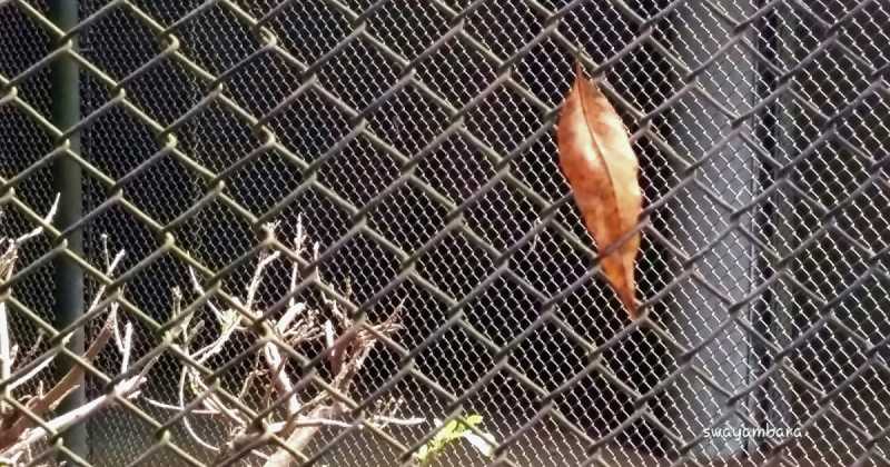 à¤à¥à¤°à¥à¤¥ à¤¯à¤¾ à¤¡à¥à¤¯à¤°