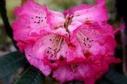 बुरांस के फूल 