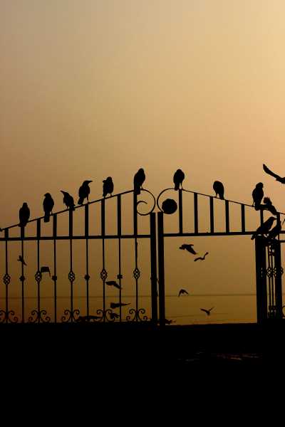 नया साल?