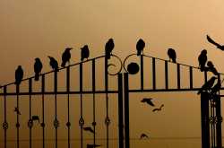 नया साल?