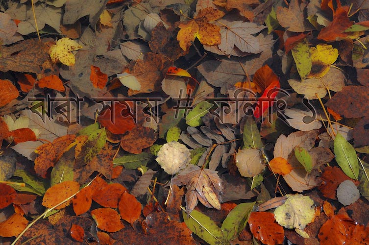 ঝরা সময় # ফিলিং ১