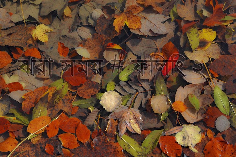 ঝরা সময় # ফিলিং ২