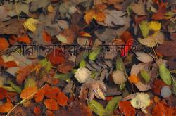 ঝরা সময় # ফিলিং ২