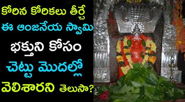 కోరిన కోరికలు తీర్చే ఈ ఆంజనేయ స్వామి భక్తుని కోసం చెట్టు మొదల్లో వెలిశారని తెలుసా?