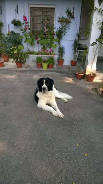 हमारे सिम्बाजी