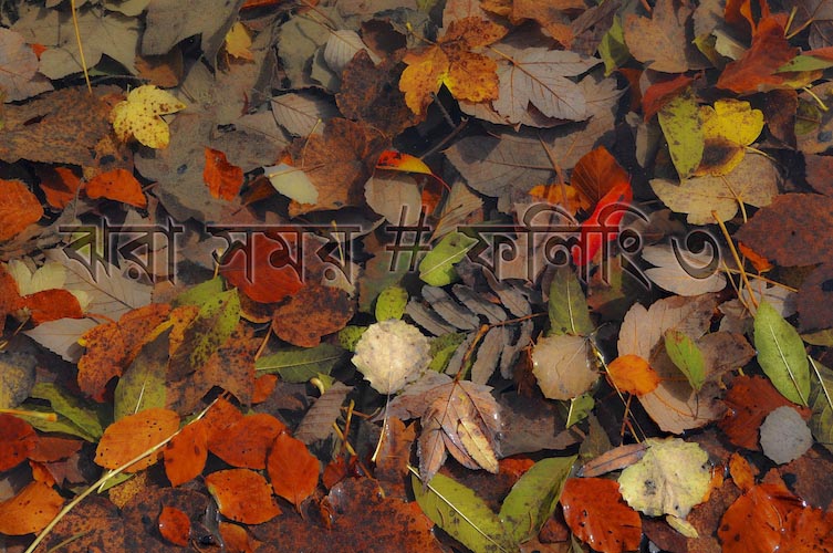 ঝরা সময় # ফিলিং ৩