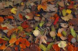 ঝরা সময় # ফিলিং ১