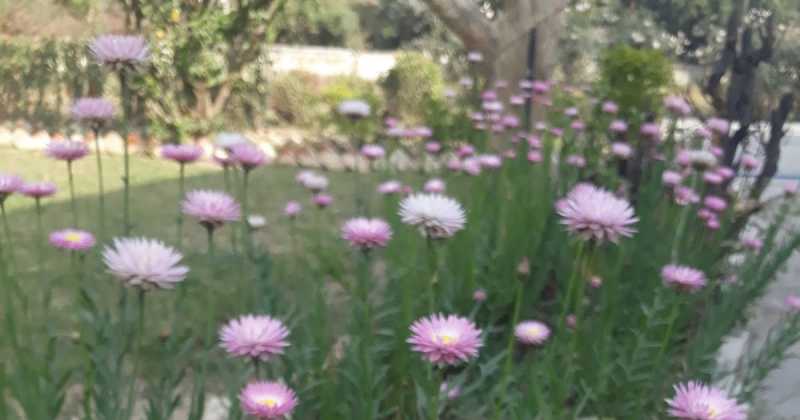 मीठी बेरियां, मीठी यादें 