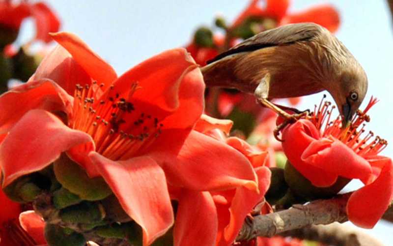 লাল ফুলের ছবি