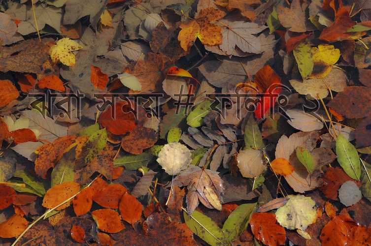 ঝরা সময় # ফিলিং ২