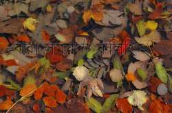 ঝরা সময় # ফিলিং ২