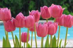 फूल और व्यक्ति का स्तर 