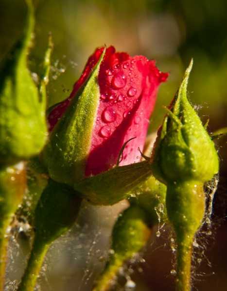 वे नन्हीं कब्रें