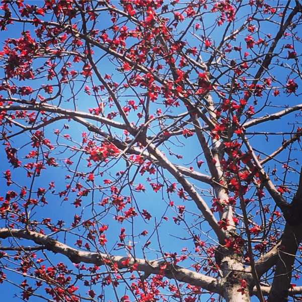 पलाश के फूल