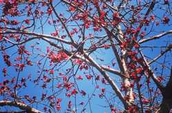 पलाश के फूल