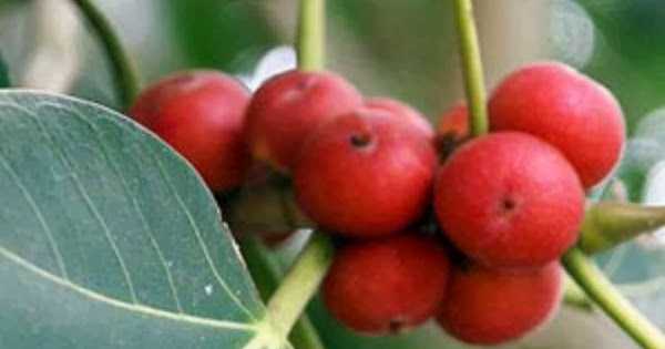  குழந்தை வரம் கொடுக்கும் இயற்கை மூலிகைகள்!